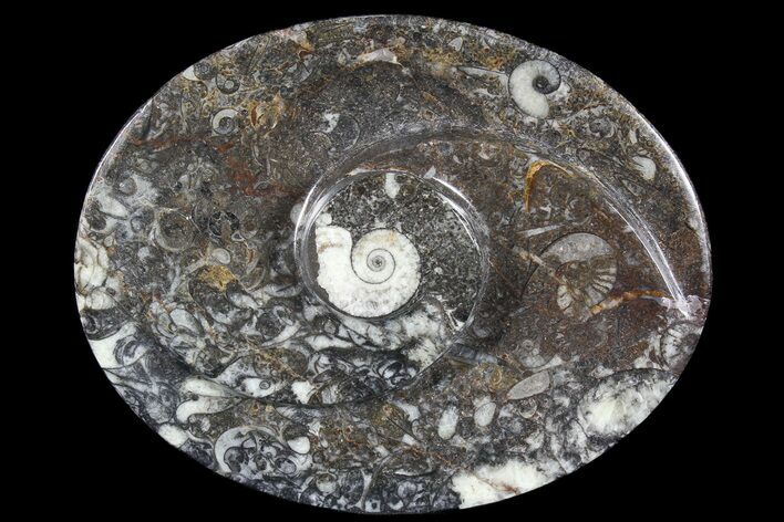 Oval Shaped Fossil Goniatite Dish #73736